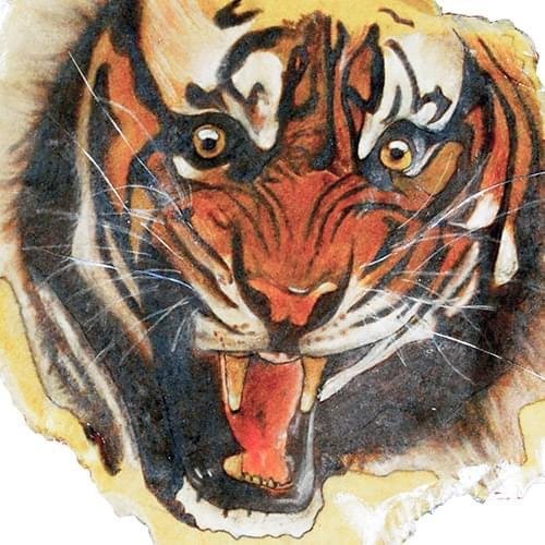 Caseable C20-T univerzální pouzdro pro čtečky knih - motiv Tiger